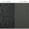 Obr. 5 – Vzorky epoxidové pryskyřice 531 s různým obsahem MWCNT částic po 240 h v neutrální solné mlze