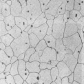 Obr. 2 – Mikrostruktura feritické korozivdorné oceli