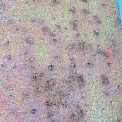 Obr. 1b – Vzhled patiny na přímo smáčených plochách – patina na nárožníku trakčního elektrovodního stožáru v Ostravici