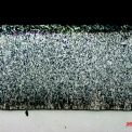 Obr. 4 – Řez povlakem na Sandelinově oceli s 0,08 % Si